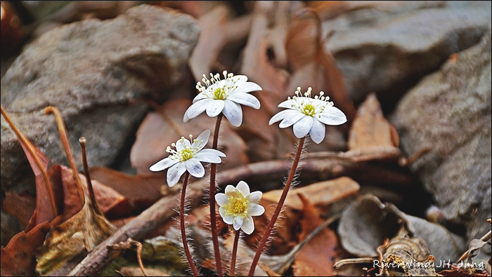 천성산 야생화 출사