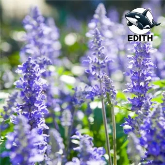 히솝 재배 씨 뿌리기 통풍 관리 허브 차 활용_8