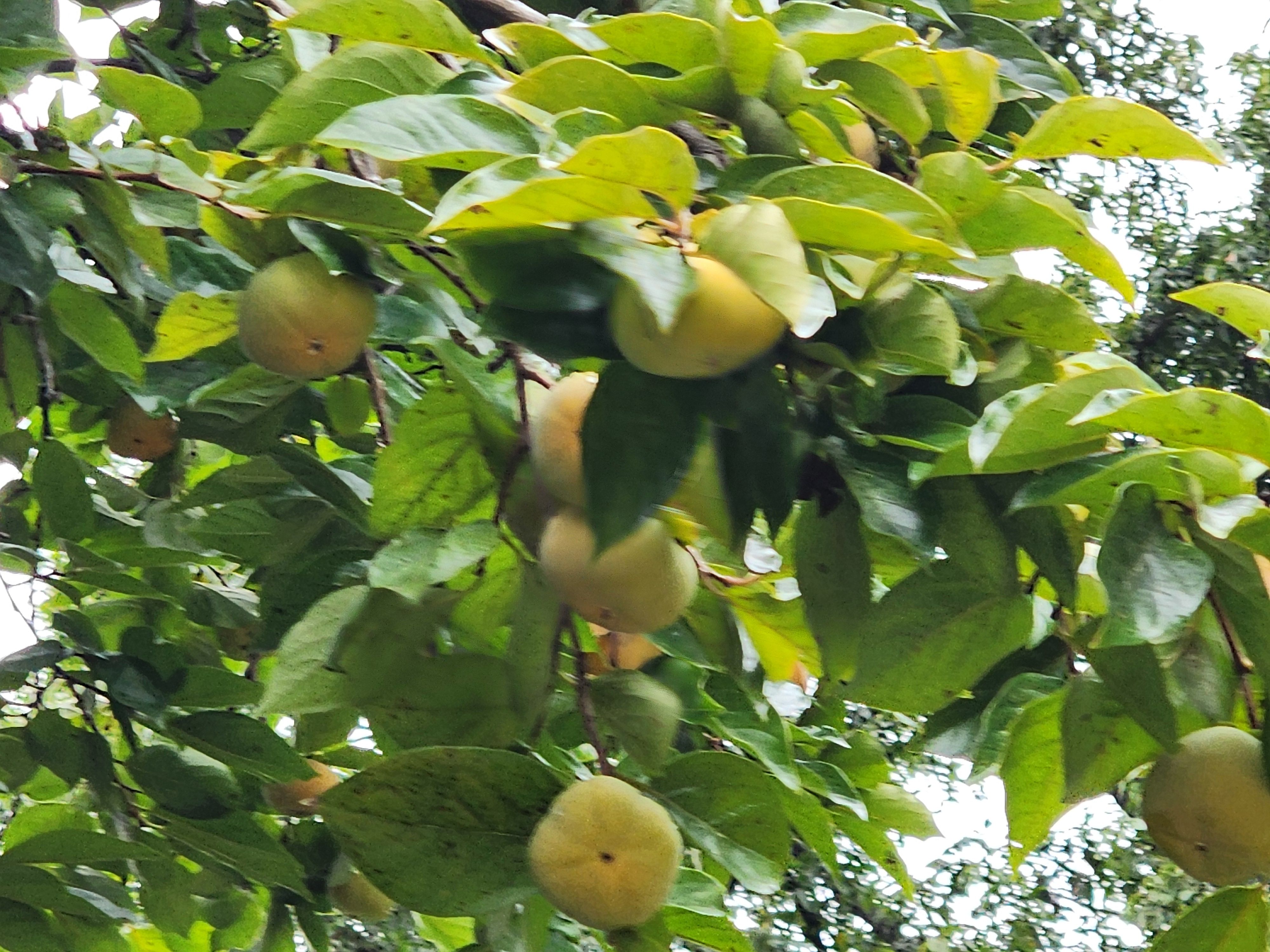 Alt 속성 문제 해결 설명 이미지