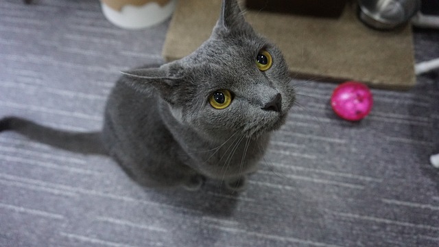 러시안블루-고양이-분석-성격-식단-운동량