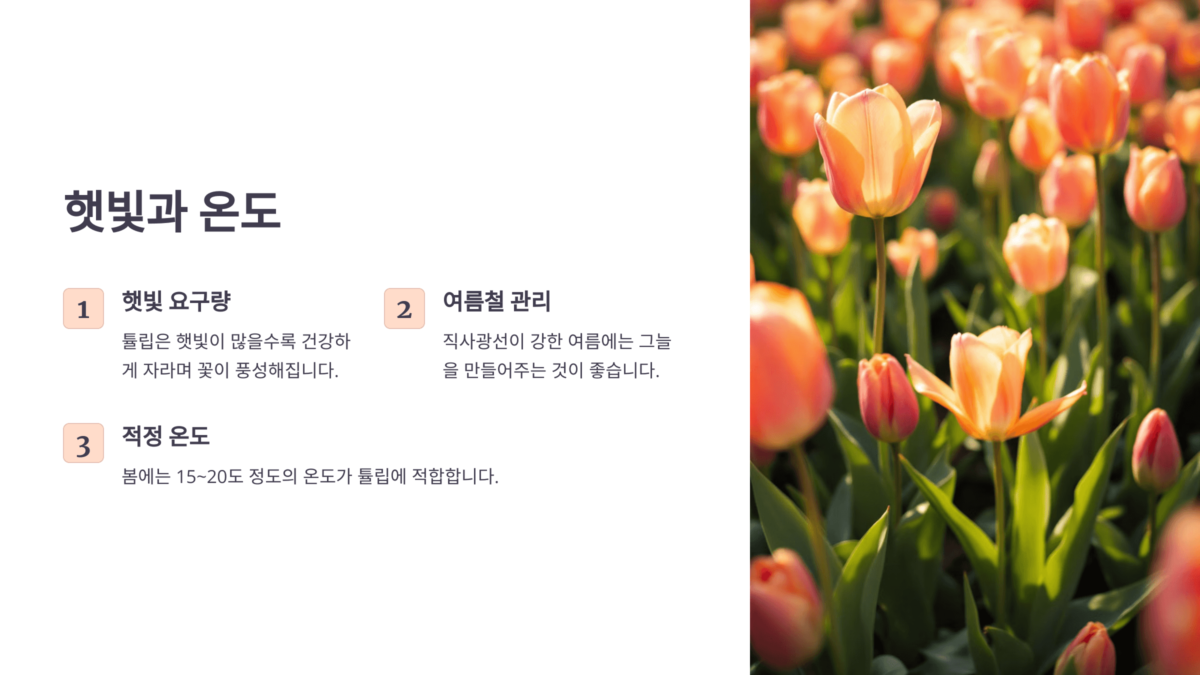 튤립과 관련된 사진입니다.