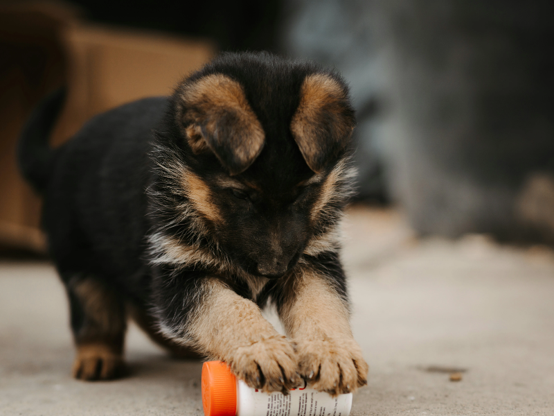 약병을 가지고노는 강아지
