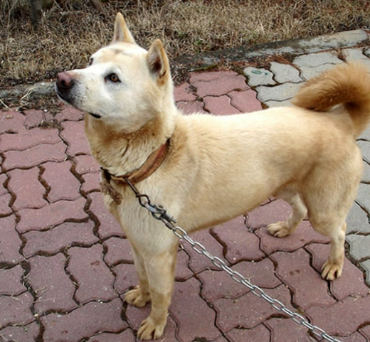 진돗개 입양 까다로울까? 성격, 수명, 특성 총정리