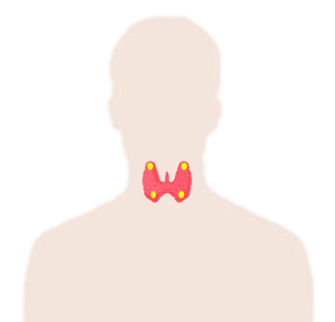 갑상성 위치