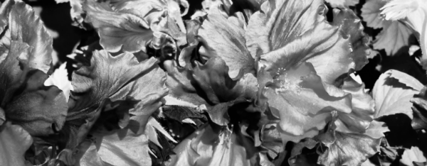 제라늄 종류: 리갈 제라늄, 랜디 제라늄 (리갈 터키쉬 커피)