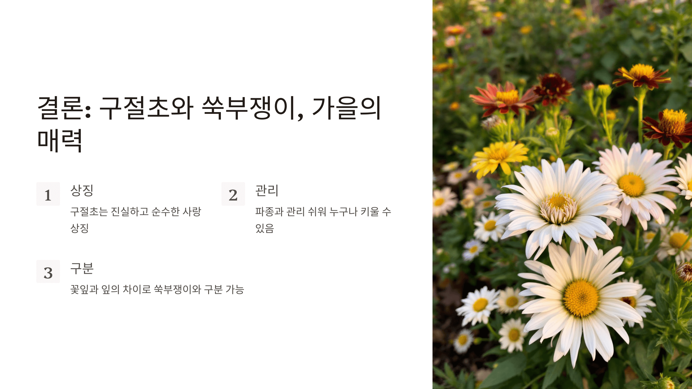 구절초 사진입니다.