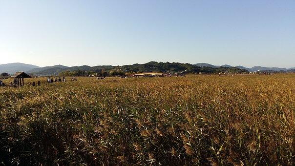 순천만 습지 생태 공원 모습