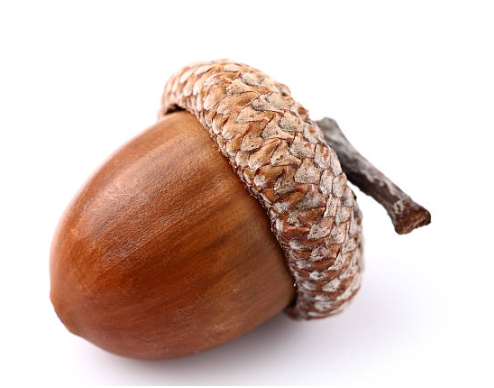 도토리에 효능과 다양한 요리