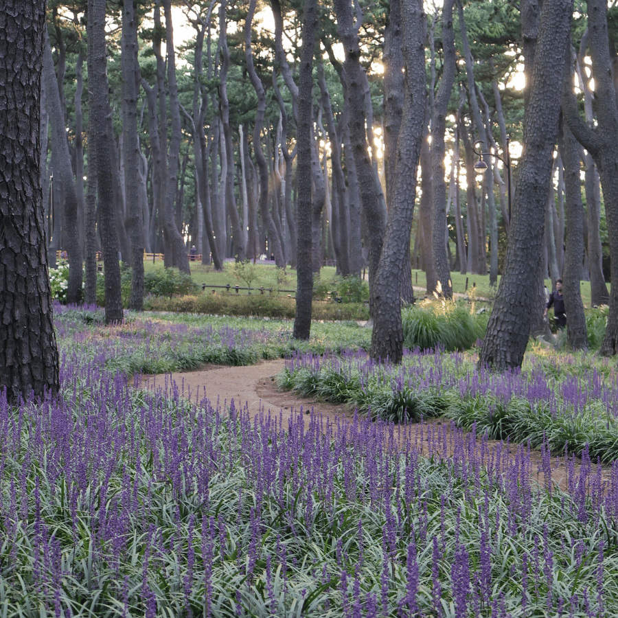 2025년 숲나들이 완벽 가이드