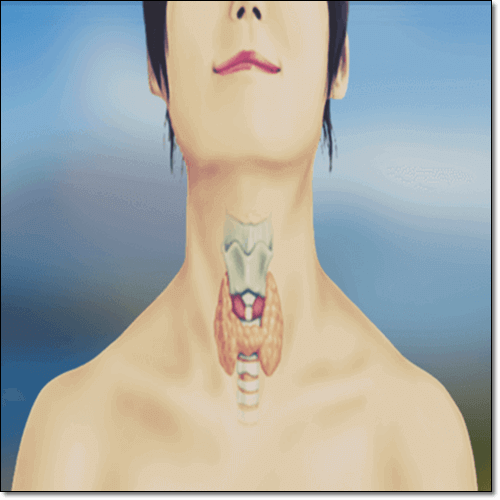 갑상샘 위치