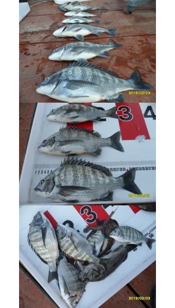 디낚 점주 조황 전국 바다낚시 출조 꿀팁_14