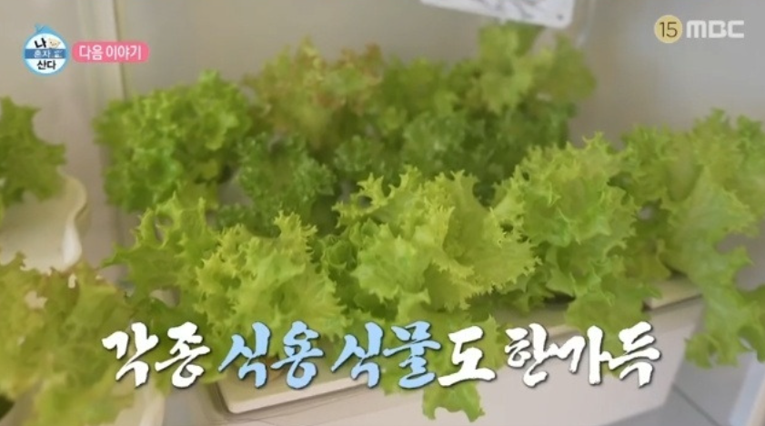 배우 옥자연 집 공개│이케아 밀스보 유리도어 수납장 식물장