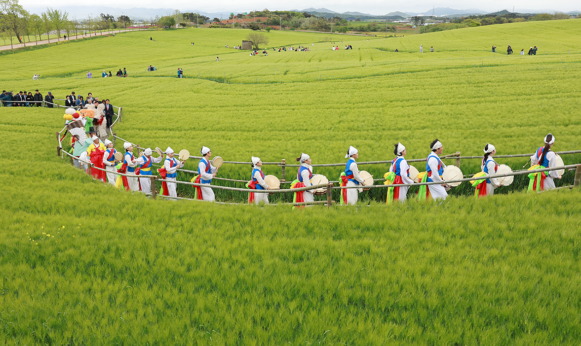 고창 청보리밭 축제