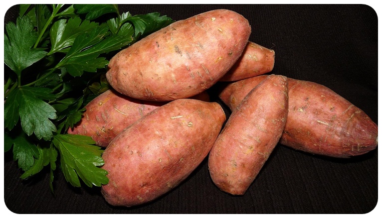 고구마 효능, 다이어트 효과