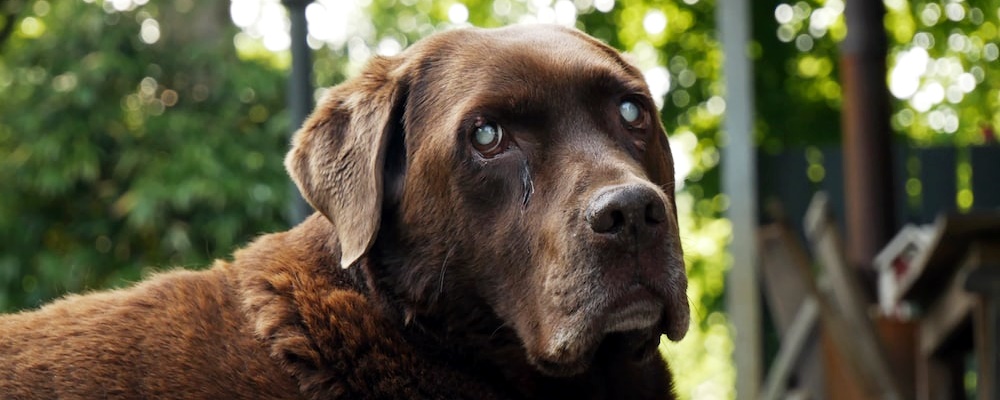 강아지 광견병 증상 3