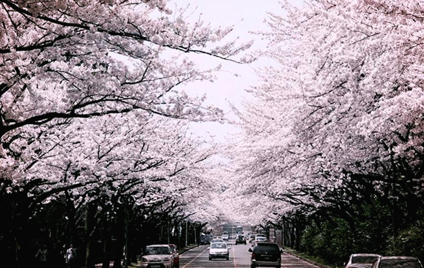 제주대학교 벚꽃 명소