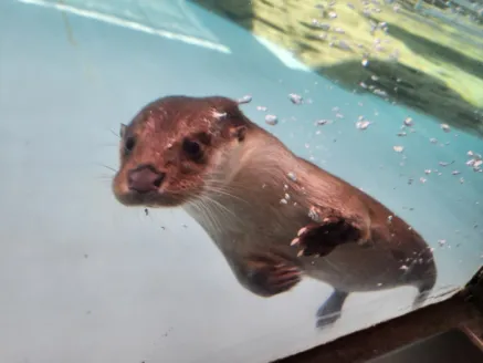 어린이대공원 수달