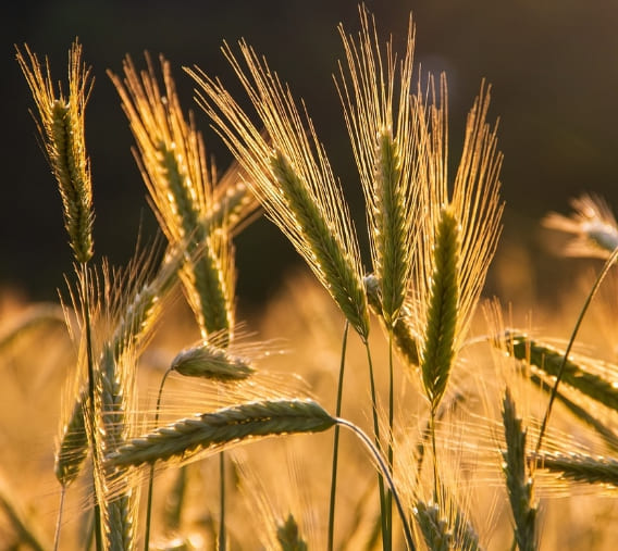 당뇨에 좋은 음식과 나쁜 음식