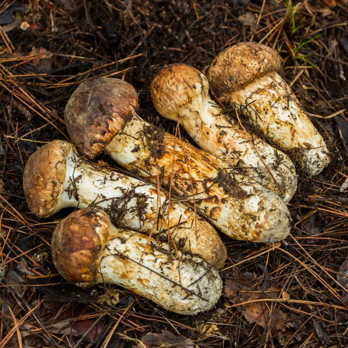 송이버섯 먹는법 요리법을 정리_9