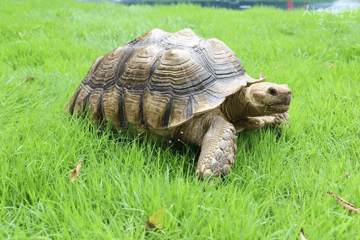 민며느리발톱거북