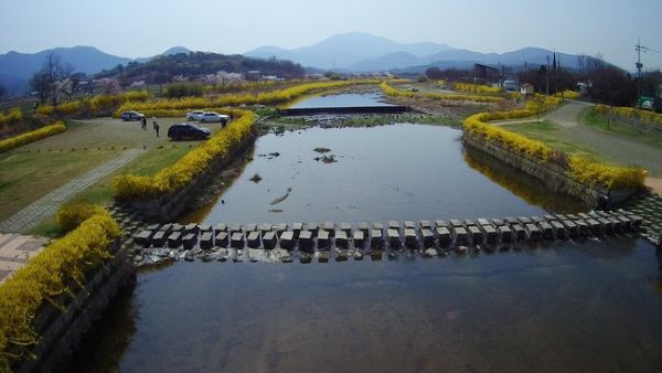 고사면 하천 개나리
