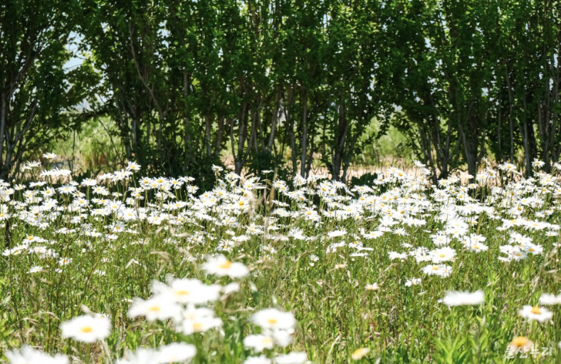 울산 슬도 샤스타데이지 꽃밭 개화 시기와 포토존 완벽 가이드