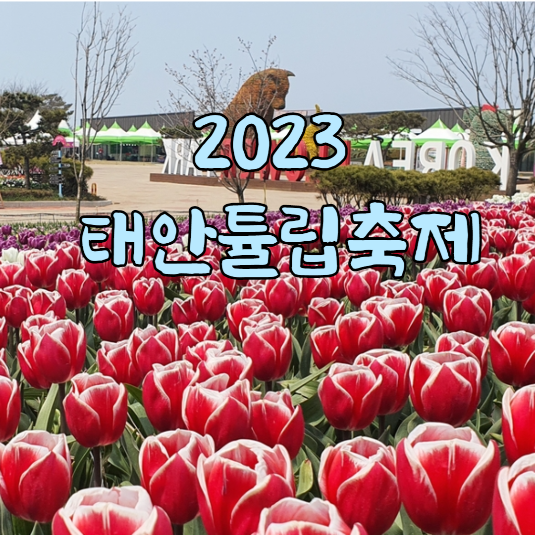 태안 튤립축제