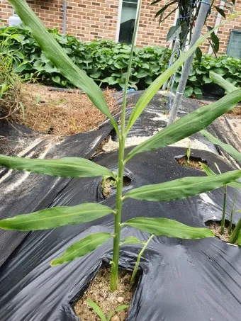 생강 재배 씨눈 맞추기 보온 피복 수확 건조_10