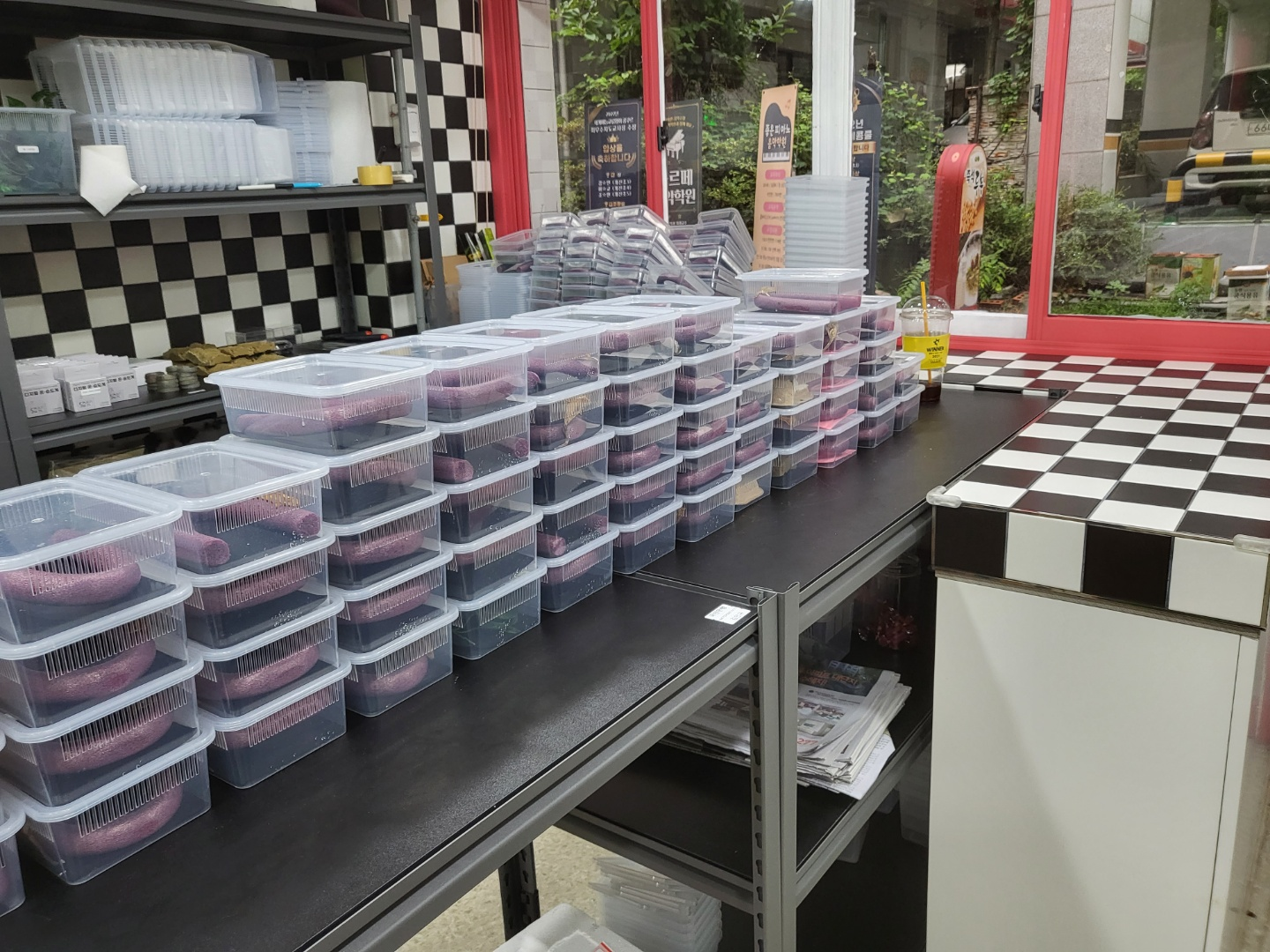 크레스티드 게코