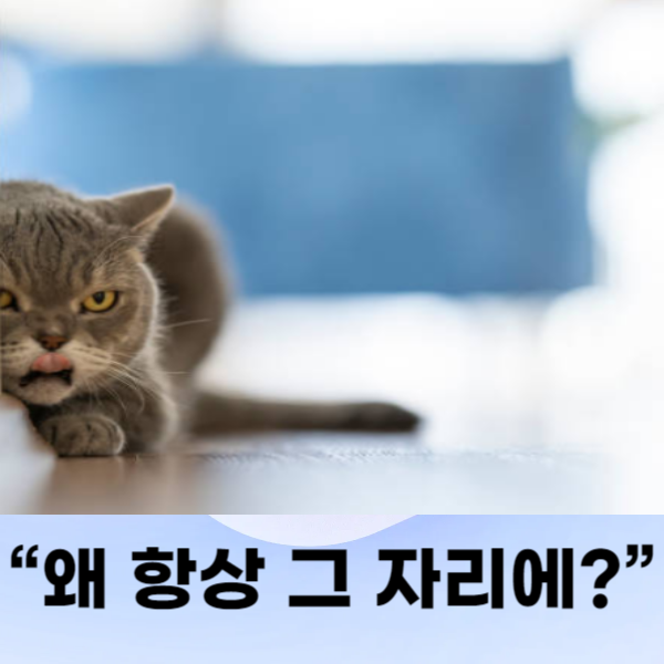 심리적 안전을 느끼는 장소