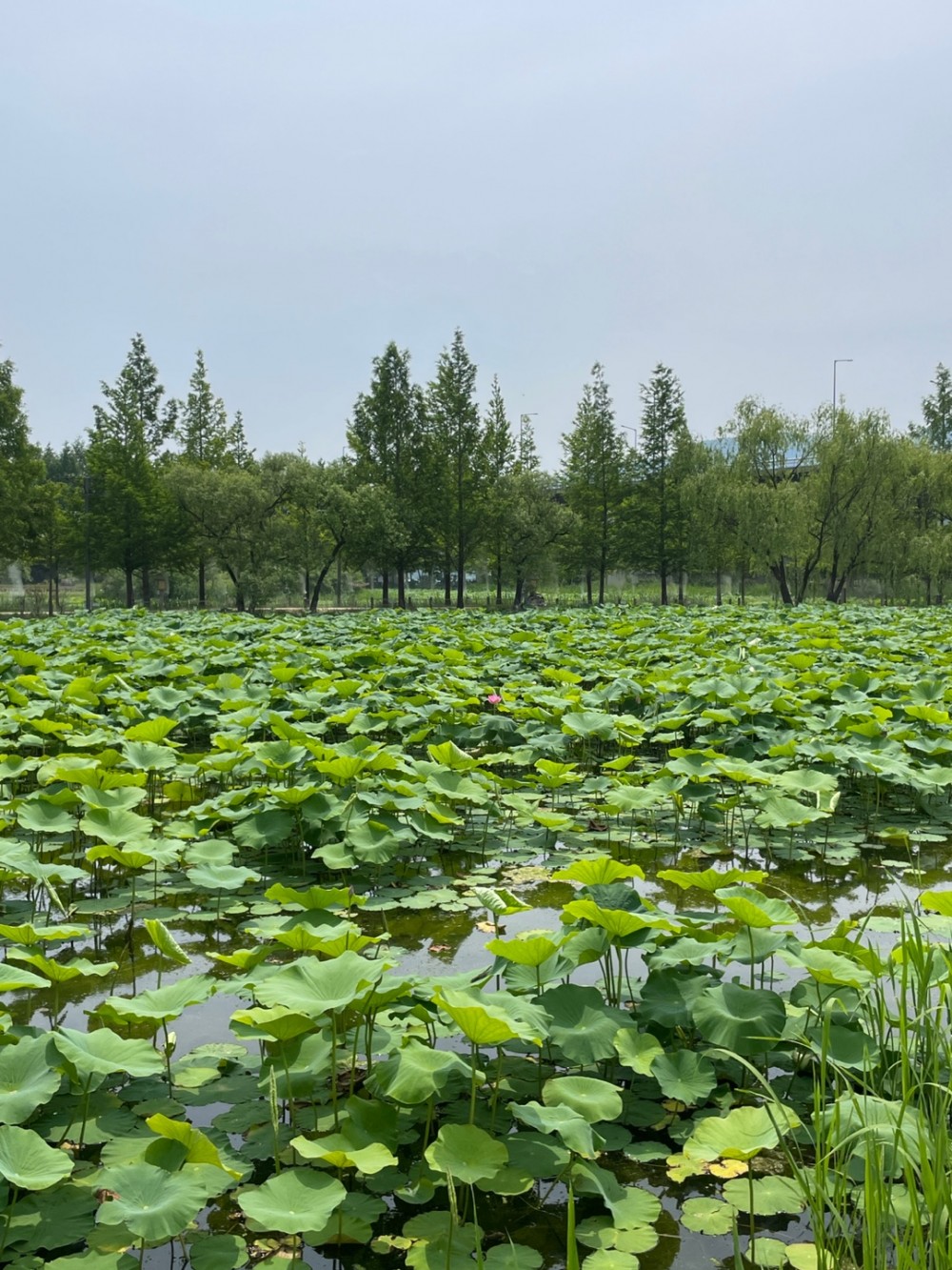 세미원 관련 사진(세미원 홈페이지에서)