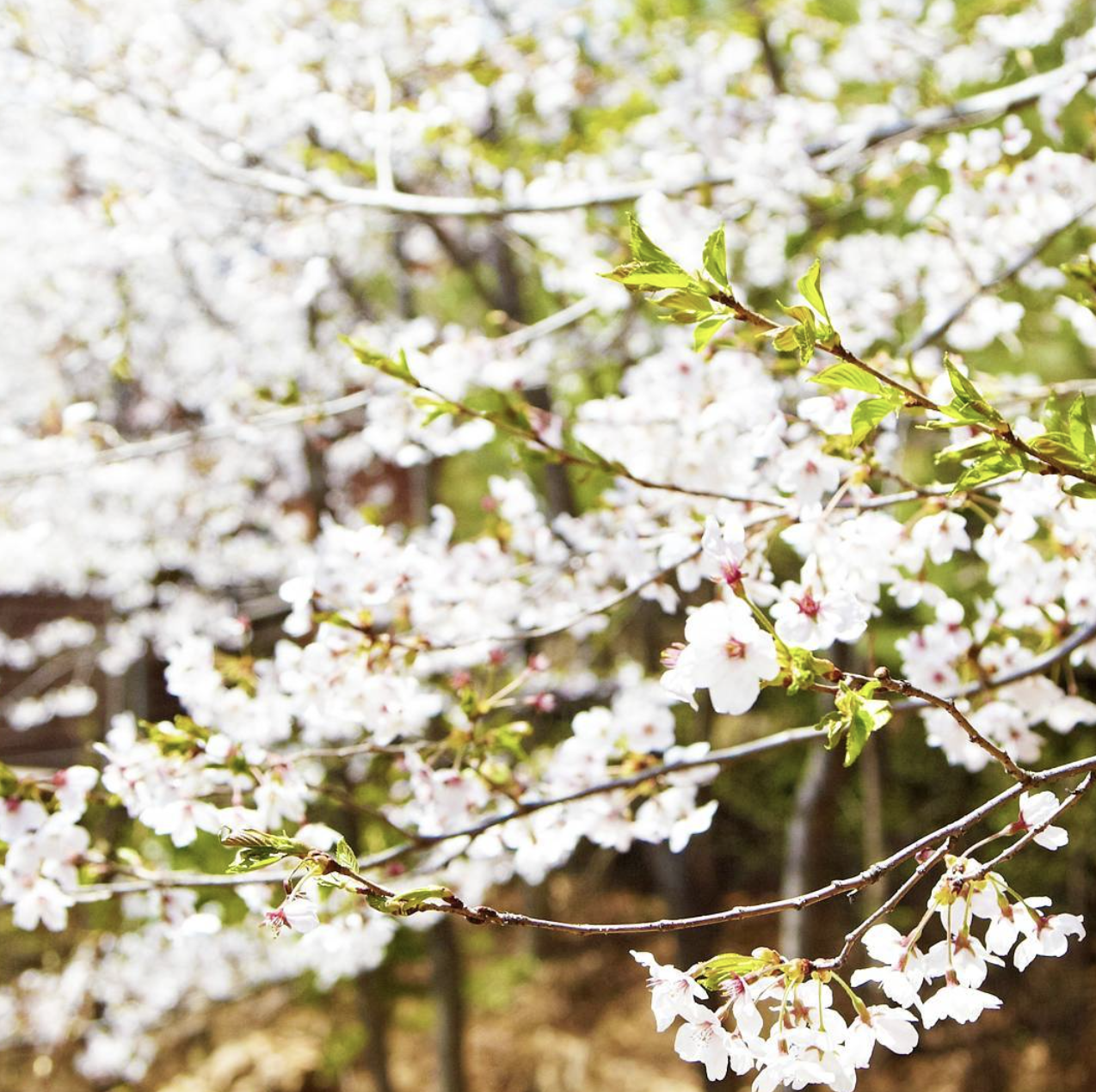 화담숲 홈페이지 예약