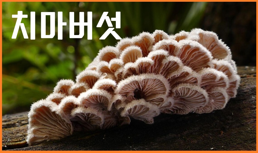 치마버섯