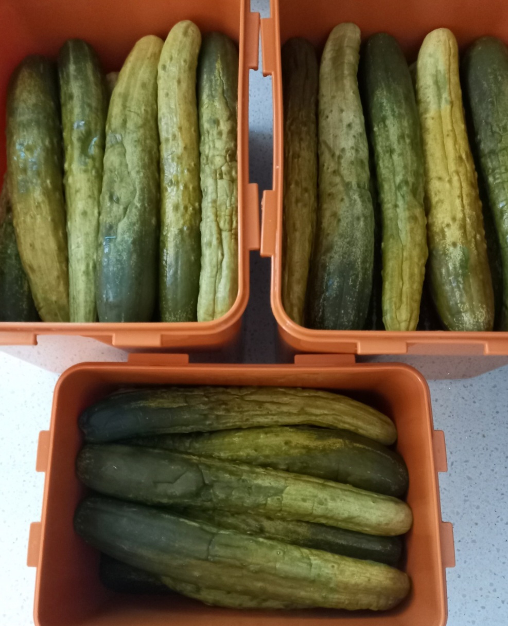 오이지는-기다림이-필요합니다.