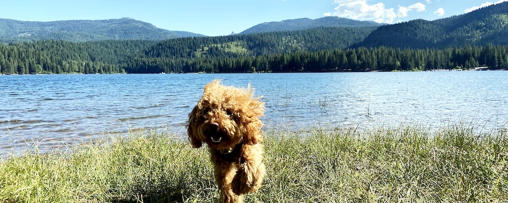 토이푸들 잘 키우는 방법