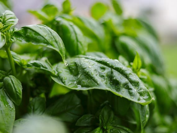 염증성 질환 완화에 도움을 주는 바질