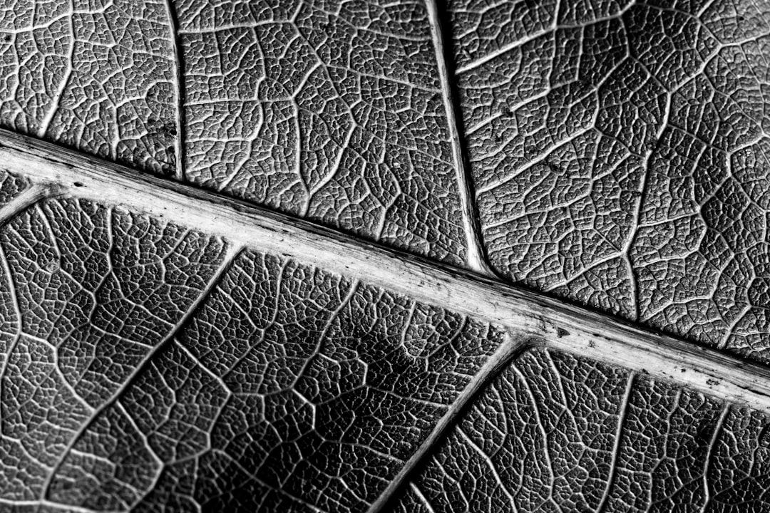 Vein