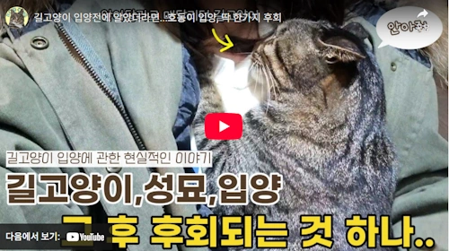 길고양이 입양 주의할 점