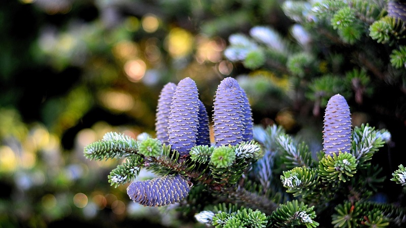 catus tree