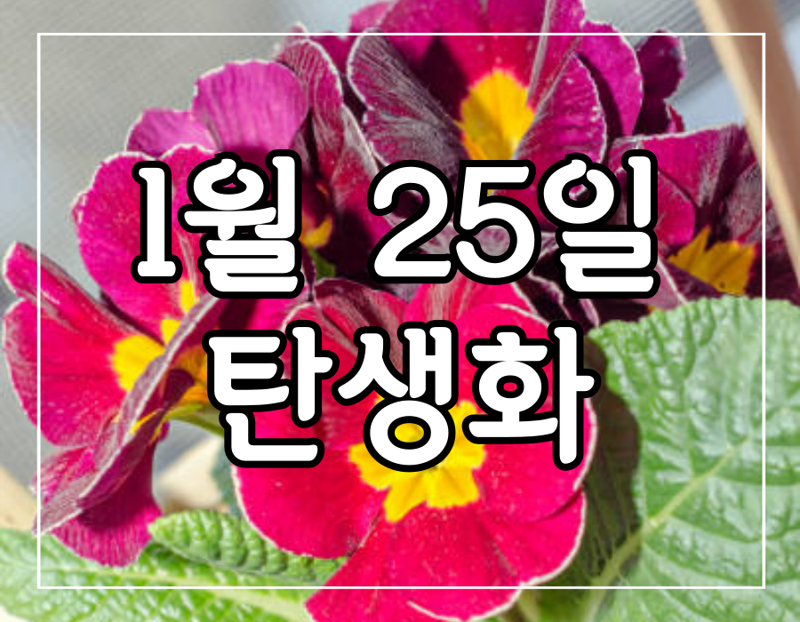 이 이미지는 1월 25일 탄생화 앵초에 관한 포스팅의 대표 이미지입니다.