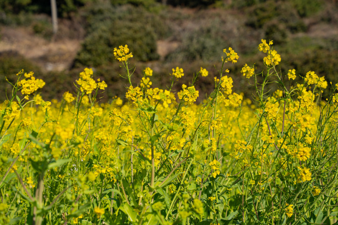 산방산 유채꽃