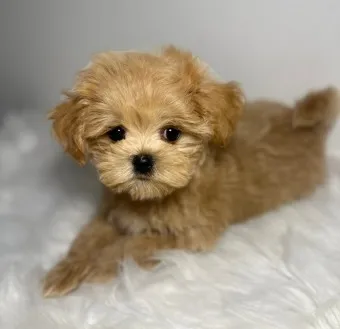 말티푸 단점 장점 성견 크기 분양가격_8