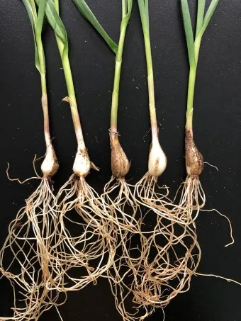 농업 정책 소식 공익직불금 보조사업 재해지원 마감일 캘린더_24