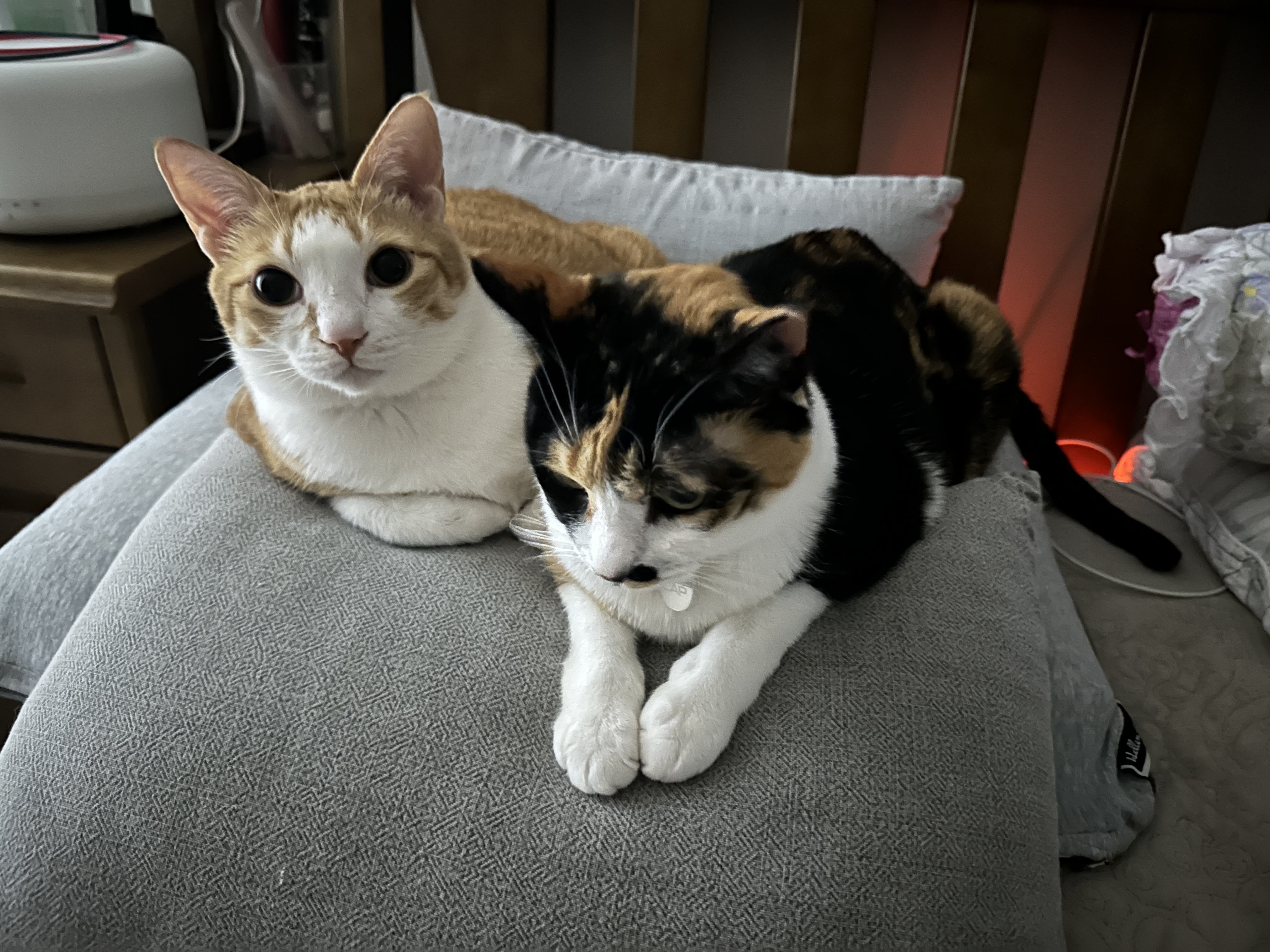 쿠션 하나를 나눠쓰는 다정한 고양이 커플 호야랑 다다 (feat.집사는 잘곳을 잃고 방황을..)