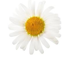 캐모마일 이미지 사진