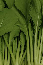 열무김치 맛있게 담그는법황금레시피