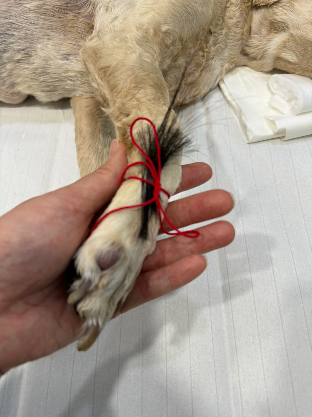 포포즈 부산점 어메니티 인연의끈, 붉은실