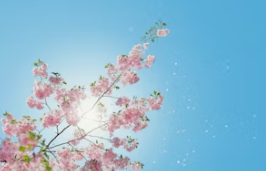 슬픈 젖꾹지 증후군, 슬픈 젖꼭지 증후군