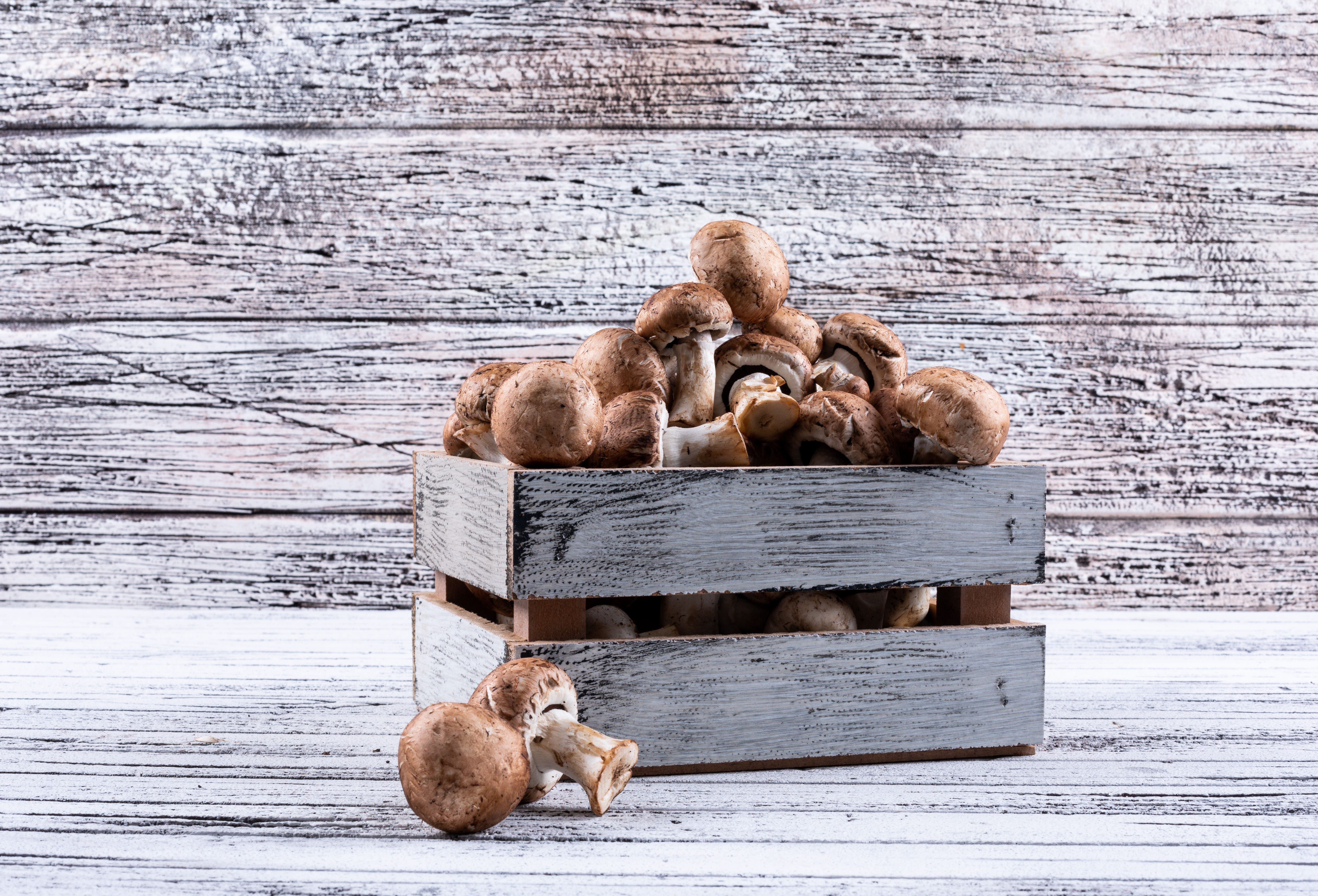 [농업]베란다에서 가능한 버섯 재배법 &ndash; 쉽게 따라 하는 도시농업