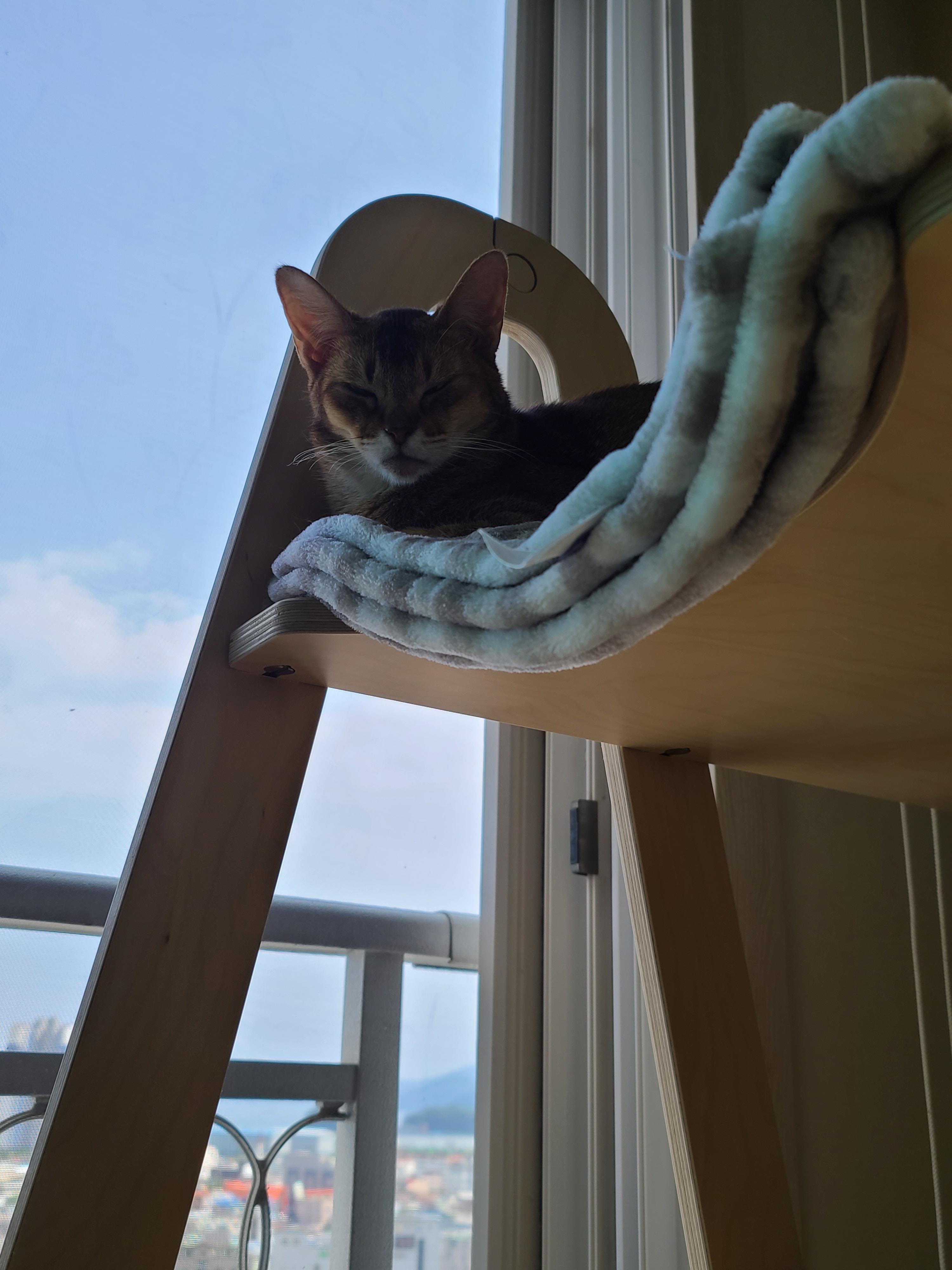 엄마가 만들어준 바구니 제대로 사용하는 고양이 건이.